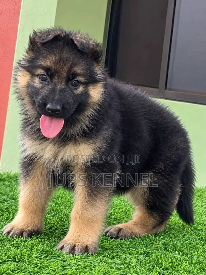 1-3 months Male Purebred German Shepherd