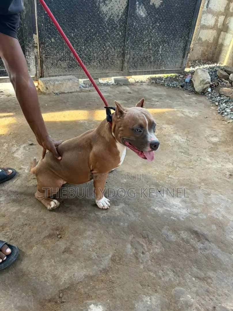 6-12 months Female Purebred American Bully