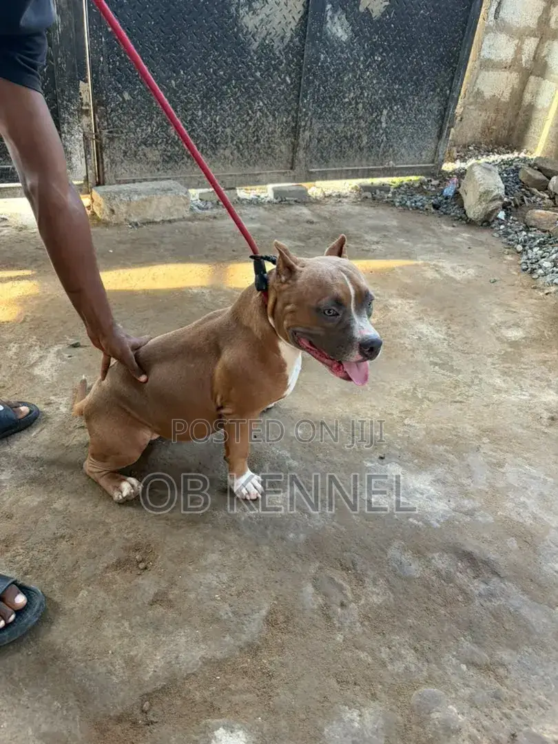 6-12 months Female Purebred American Bully
