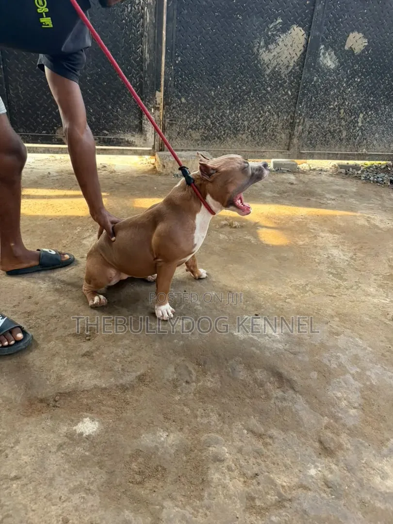 6-12 months Female Purebred American Bully