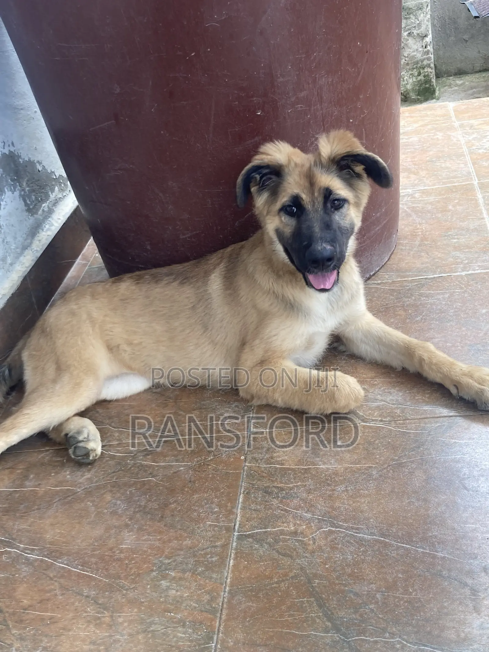 3-6 months Female Purebred German Shepherd