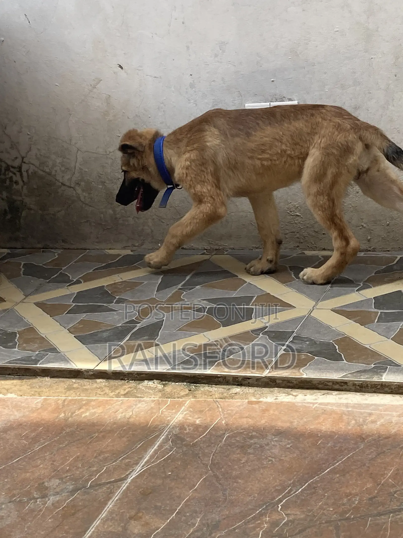 3-6 months Female Purebred German Shepherd