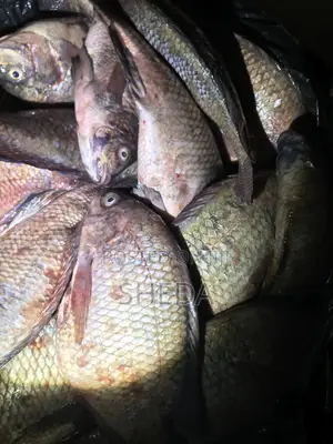 Mama Joy Fresh Tilapia