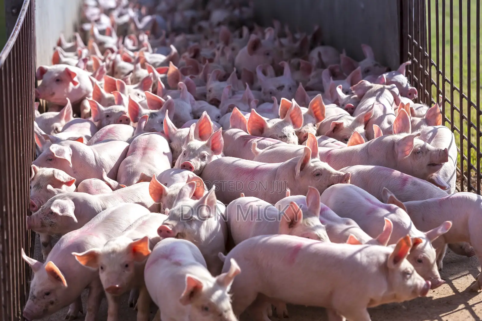 Pig Farm Workers Wanted