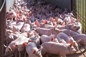 Pig Farm Workers Wanted