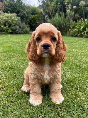 1-3 months Female Purebred Cocker Spaniel