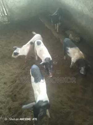 Pigs for Sale