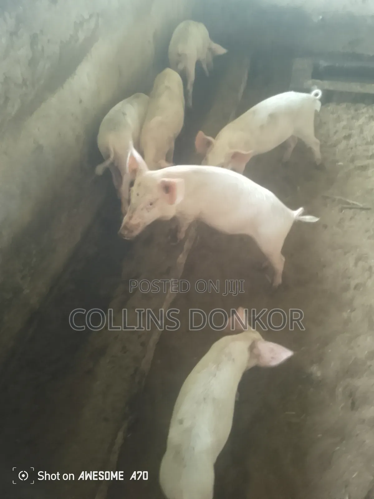 Pigs for Sale