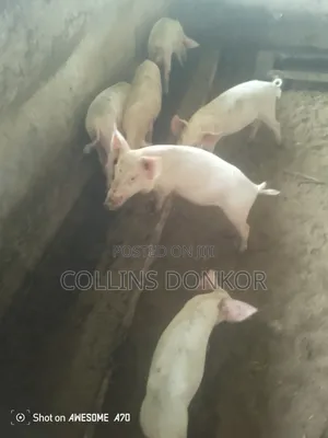 Pigs for Sale