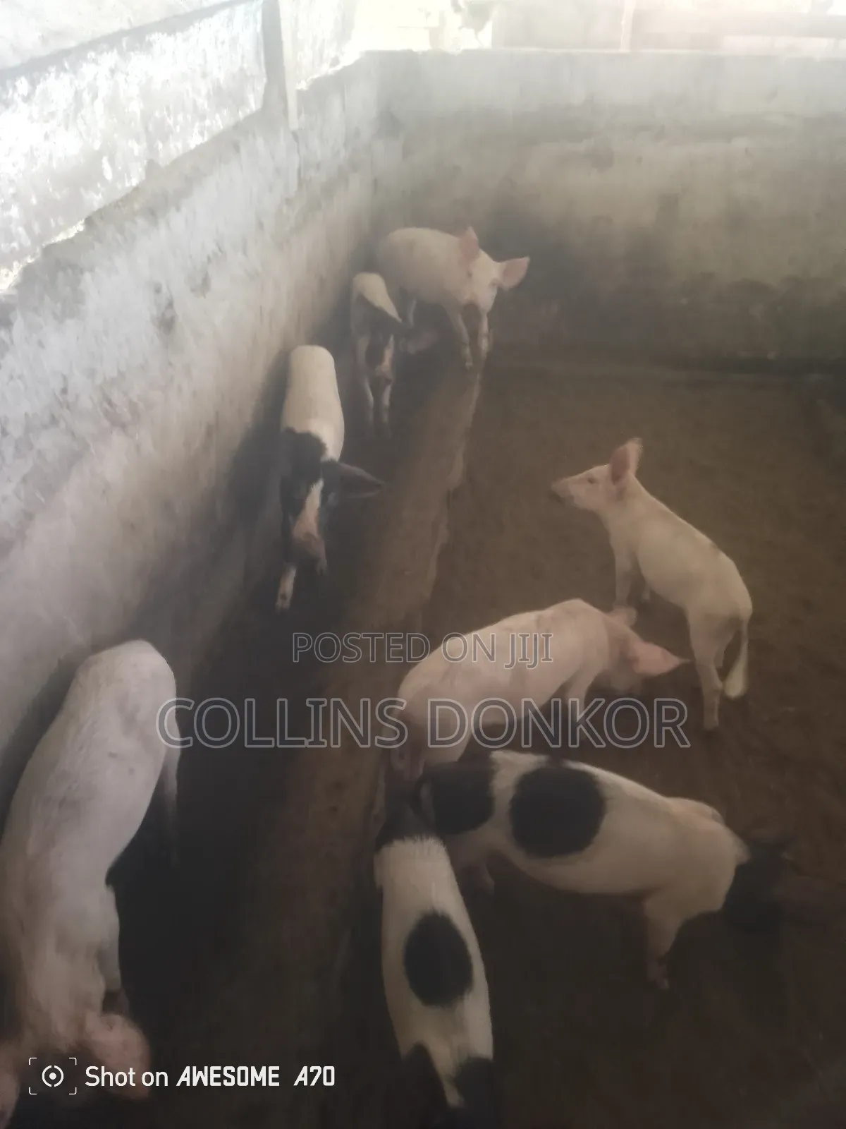 Pigs for Sale