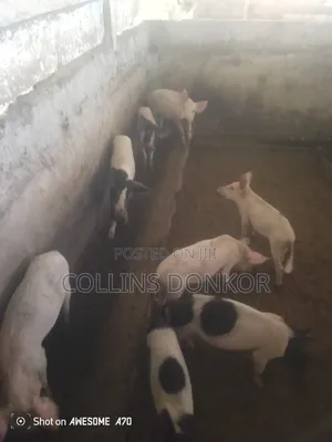 Pigs for Sale