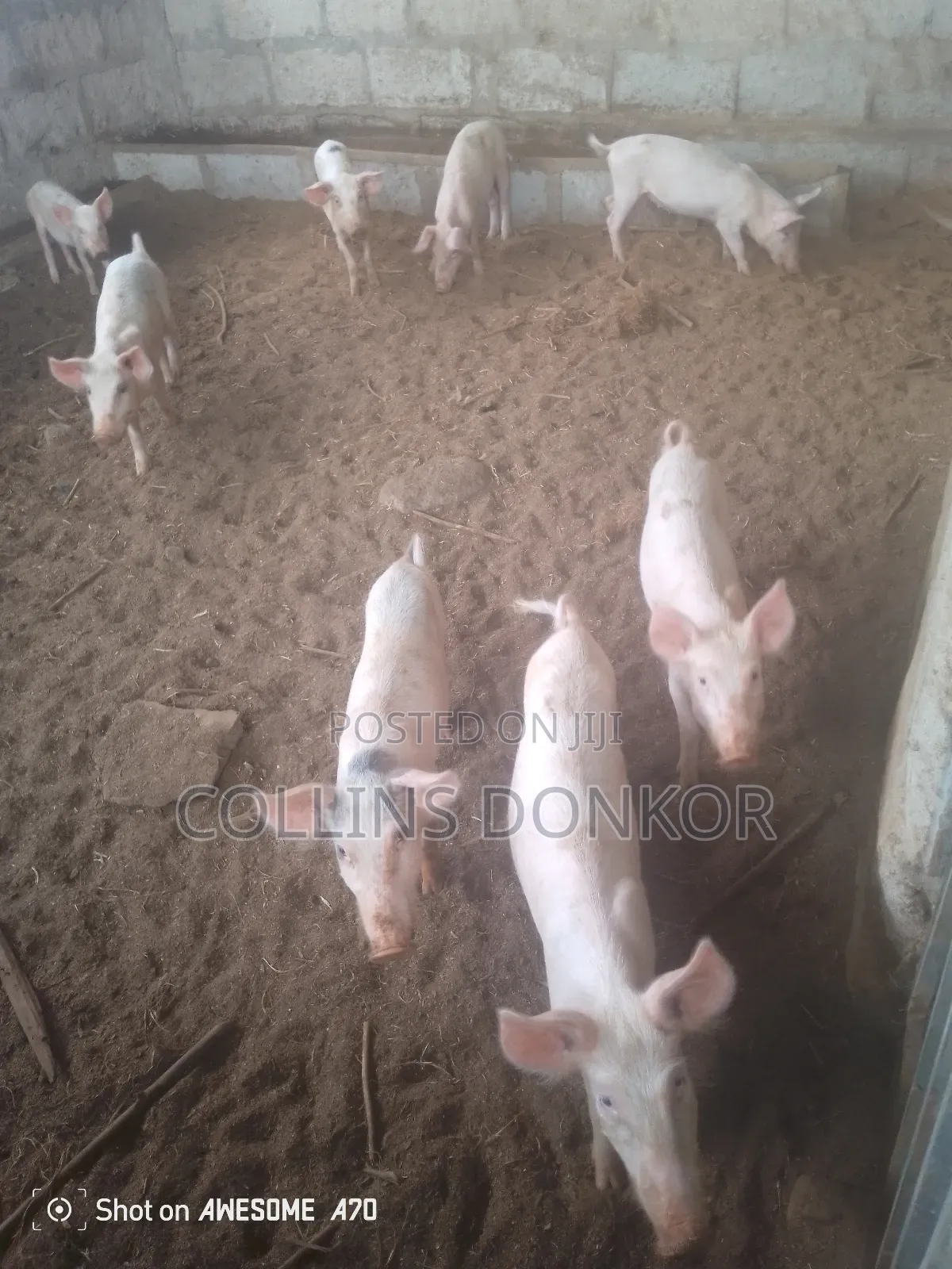 Pigs for Sale