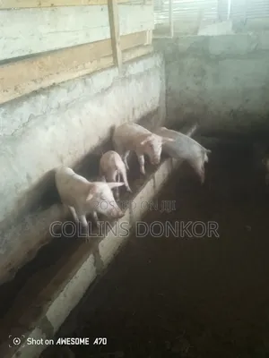 Pigs for Sale