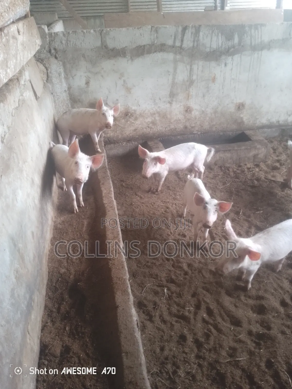 Pigs for Sale