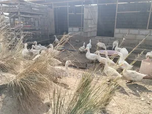 4 Weeks Jumbo Pekins