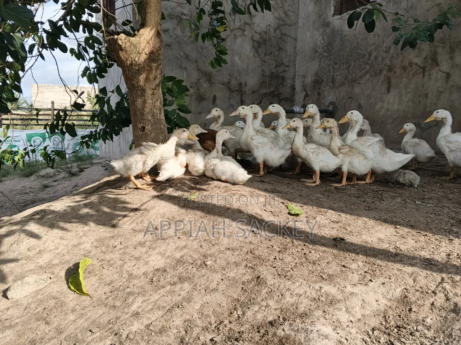 4 Weeks Jumbo Pekins
