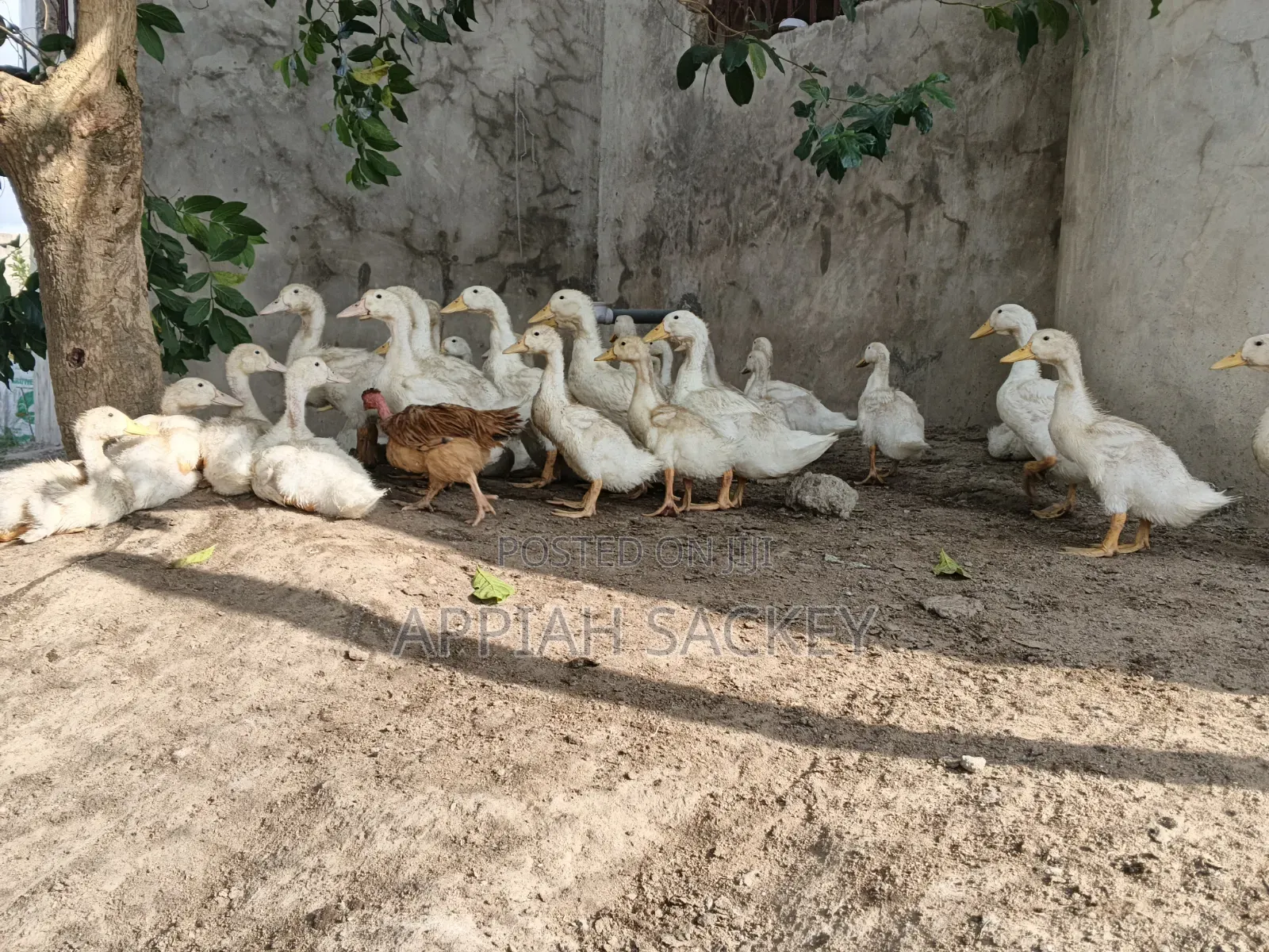 4 Weeks Jumbo Pekins