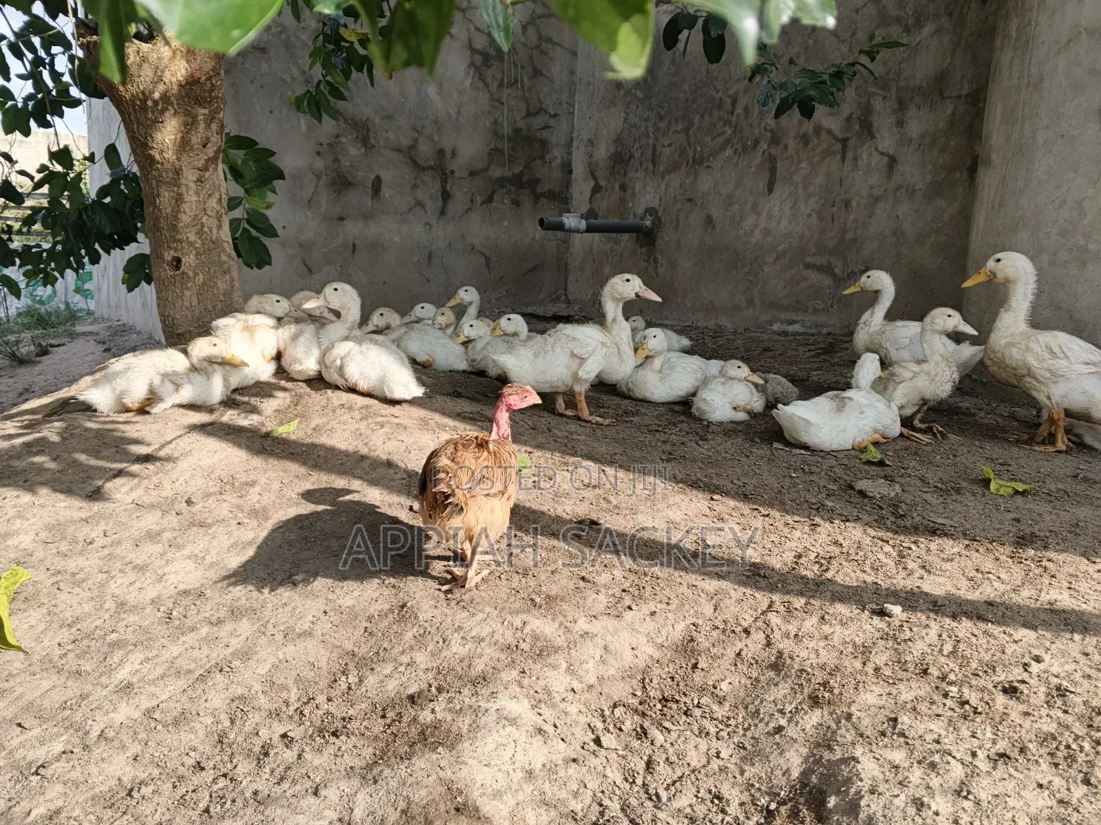 4 Weeks Jumbo Pekins