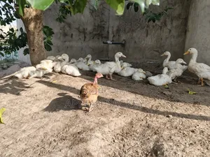 4 Weeks Jumbo Pekins