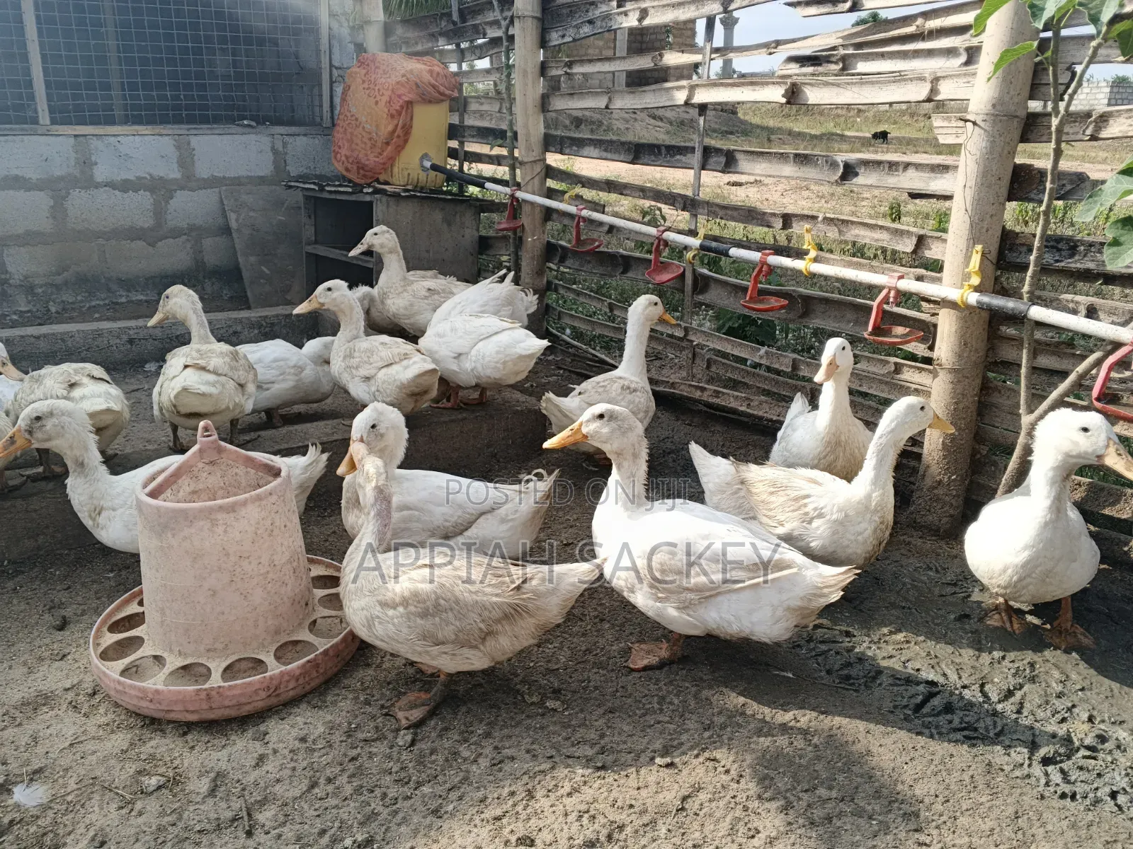 Matured Jumbo Pekin Ducks