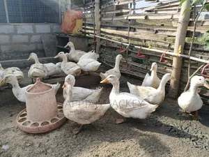 Matured Jumbo Pekin Ducks