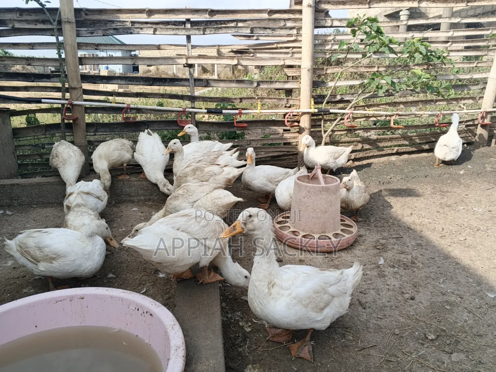 Matured Jumbo Pekin Ducks