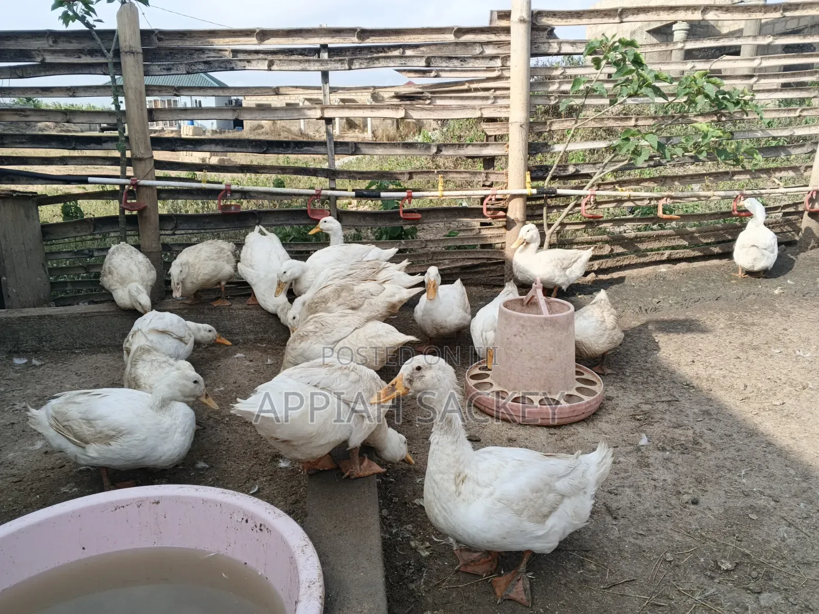 Matured Jumbo Pekin Ducks
