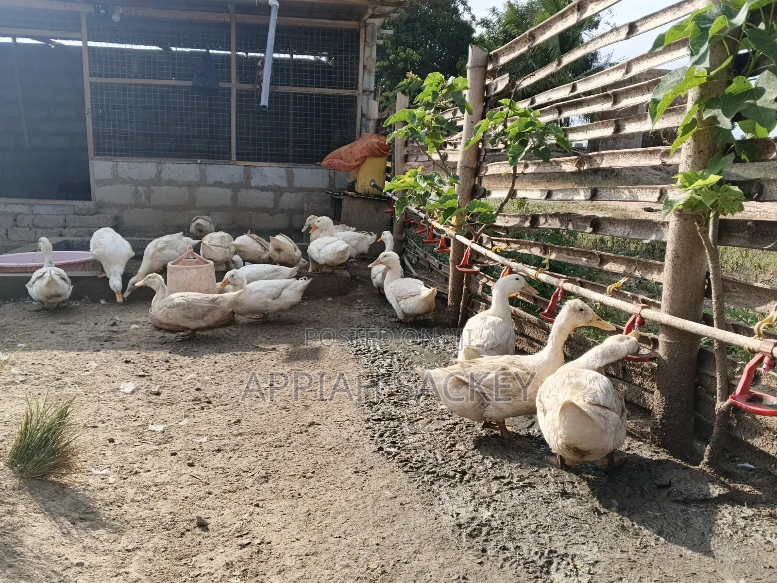 Matured Jumbo Pekin Ducks