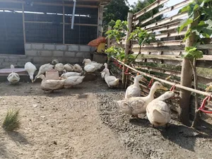 Matured Jumbo Pekin Ducks