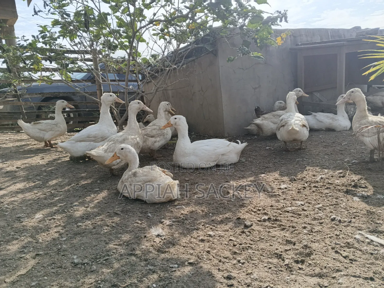 Matured Jumbo Pekin Ducks