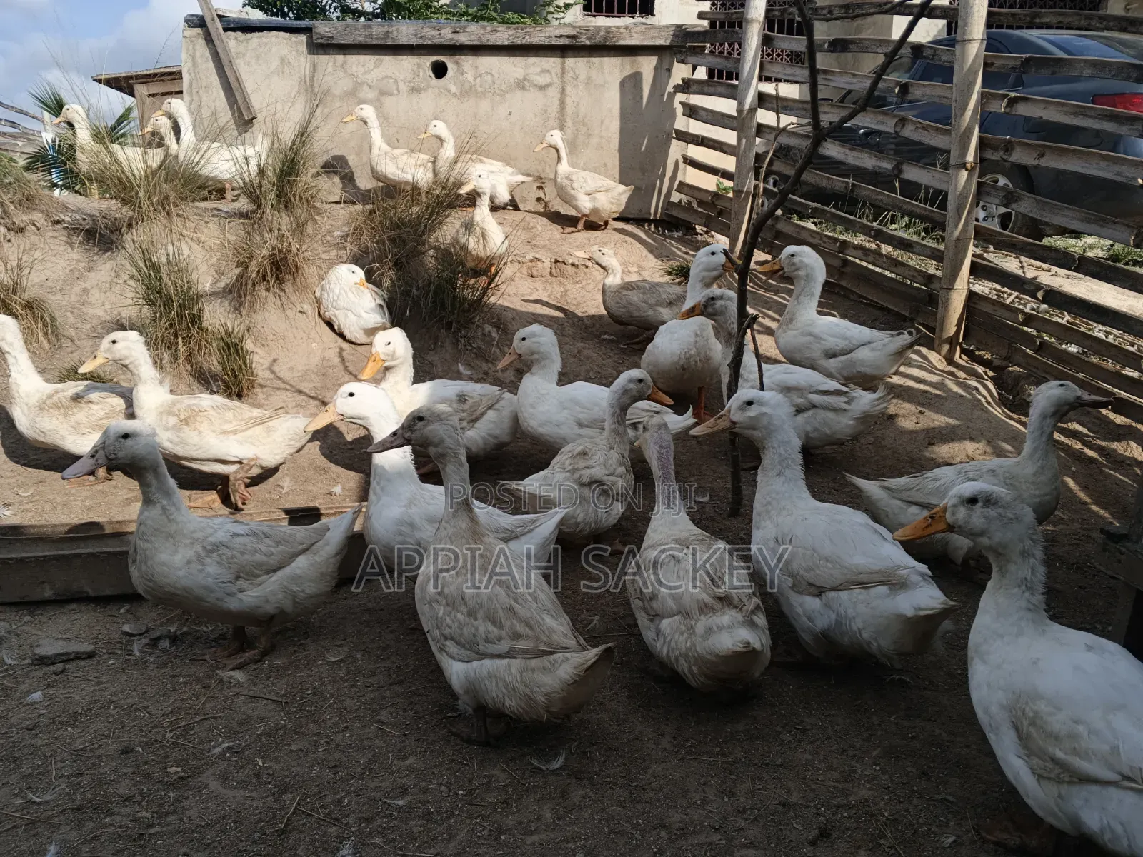 Matured Jumbo Pekin Ducks