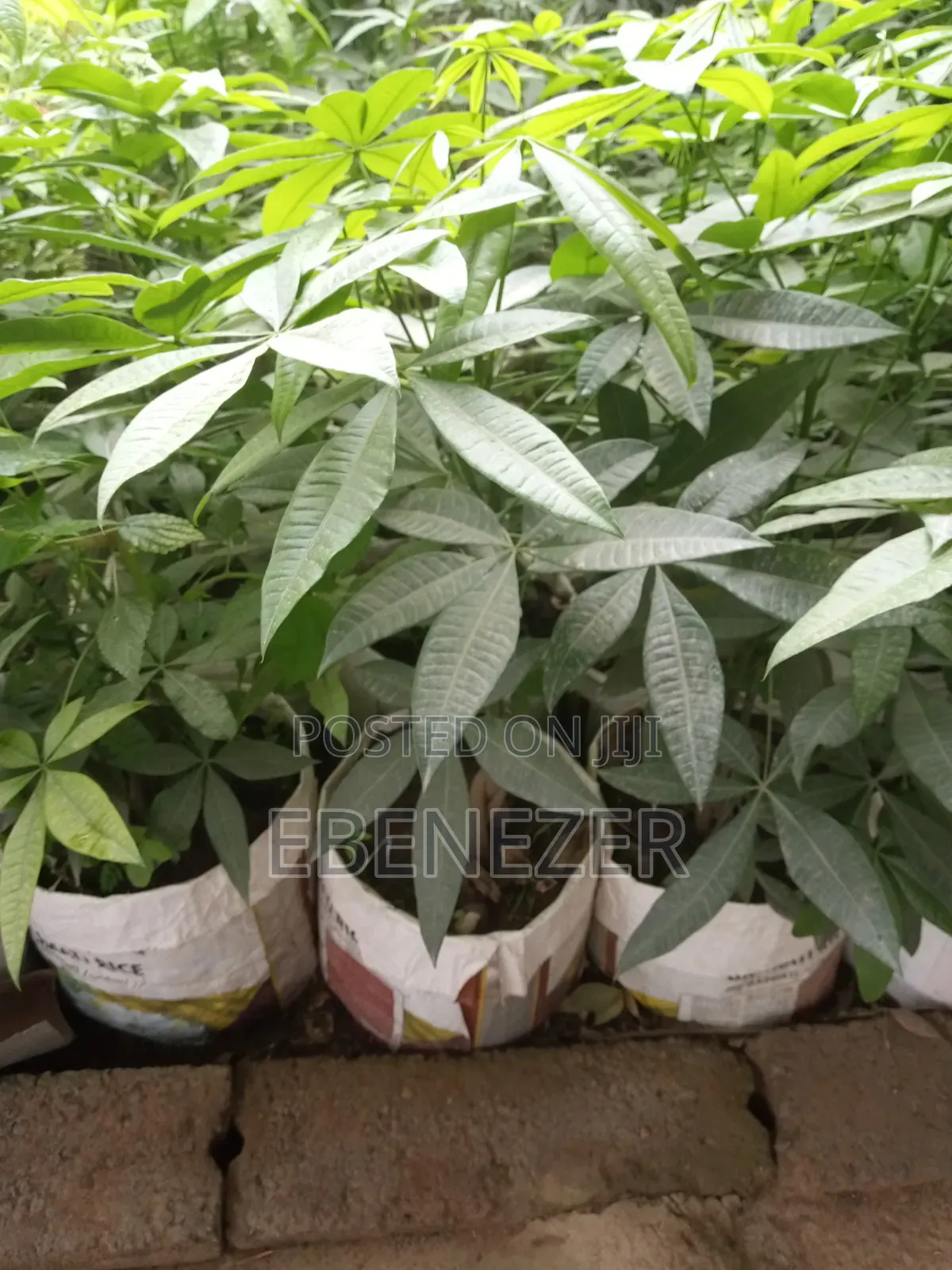 Money Tree