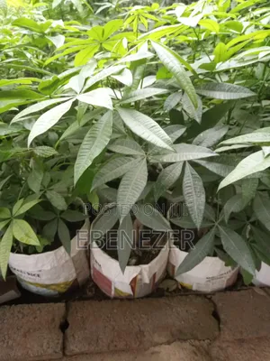 Money Tree