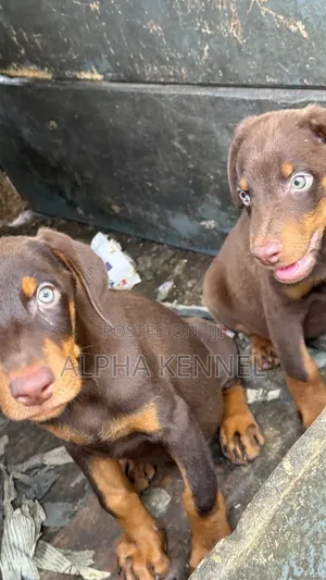 1-3 months Female Purebred Doberman Pinscher