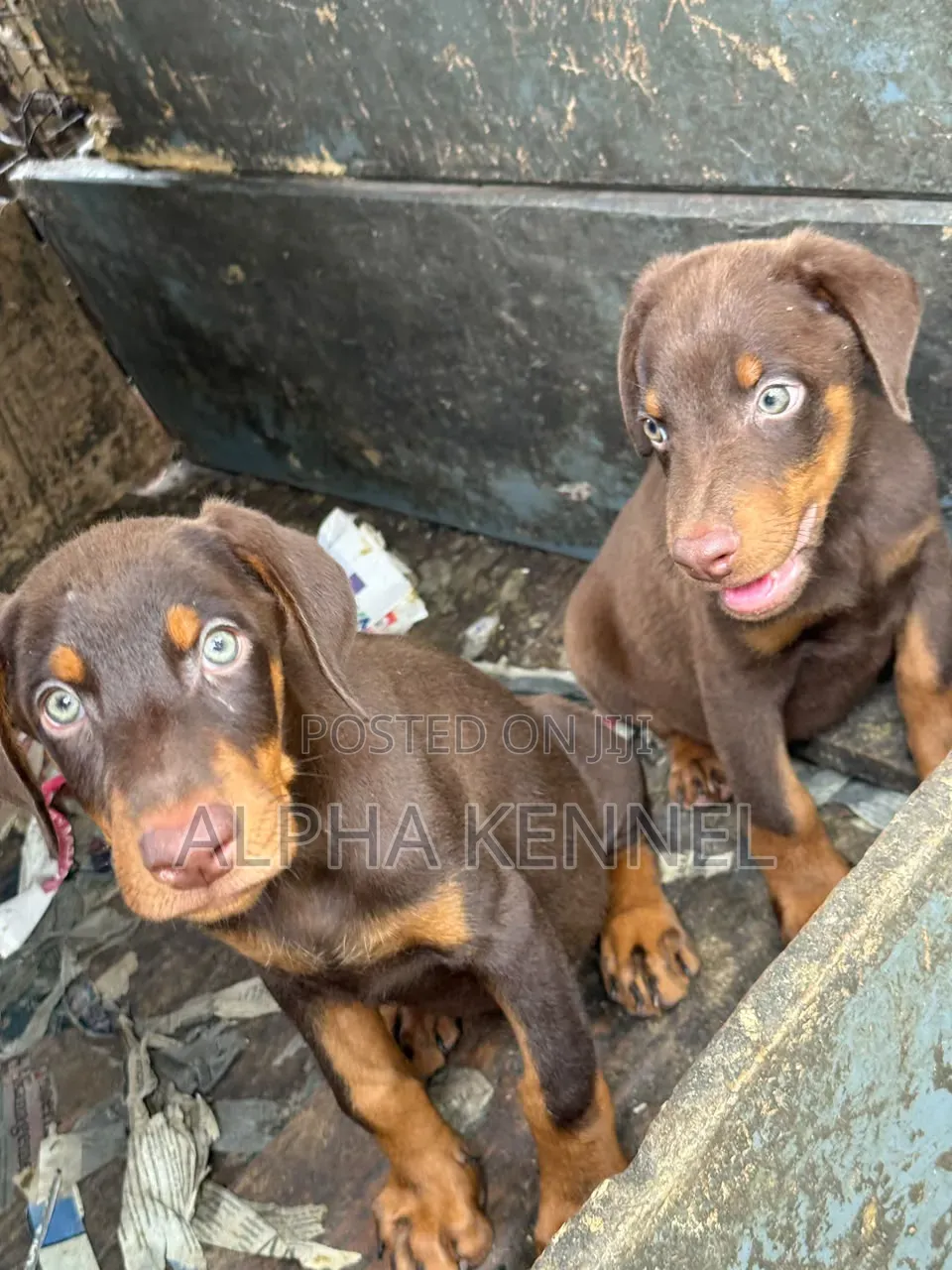 1-3 months Female Purebred Doberman Pinscher