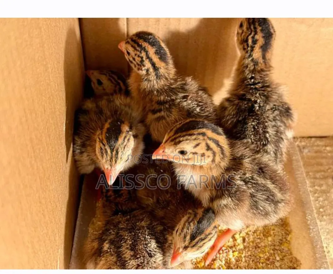 Guinea Keets