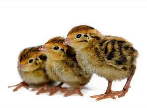 Guinea Keets