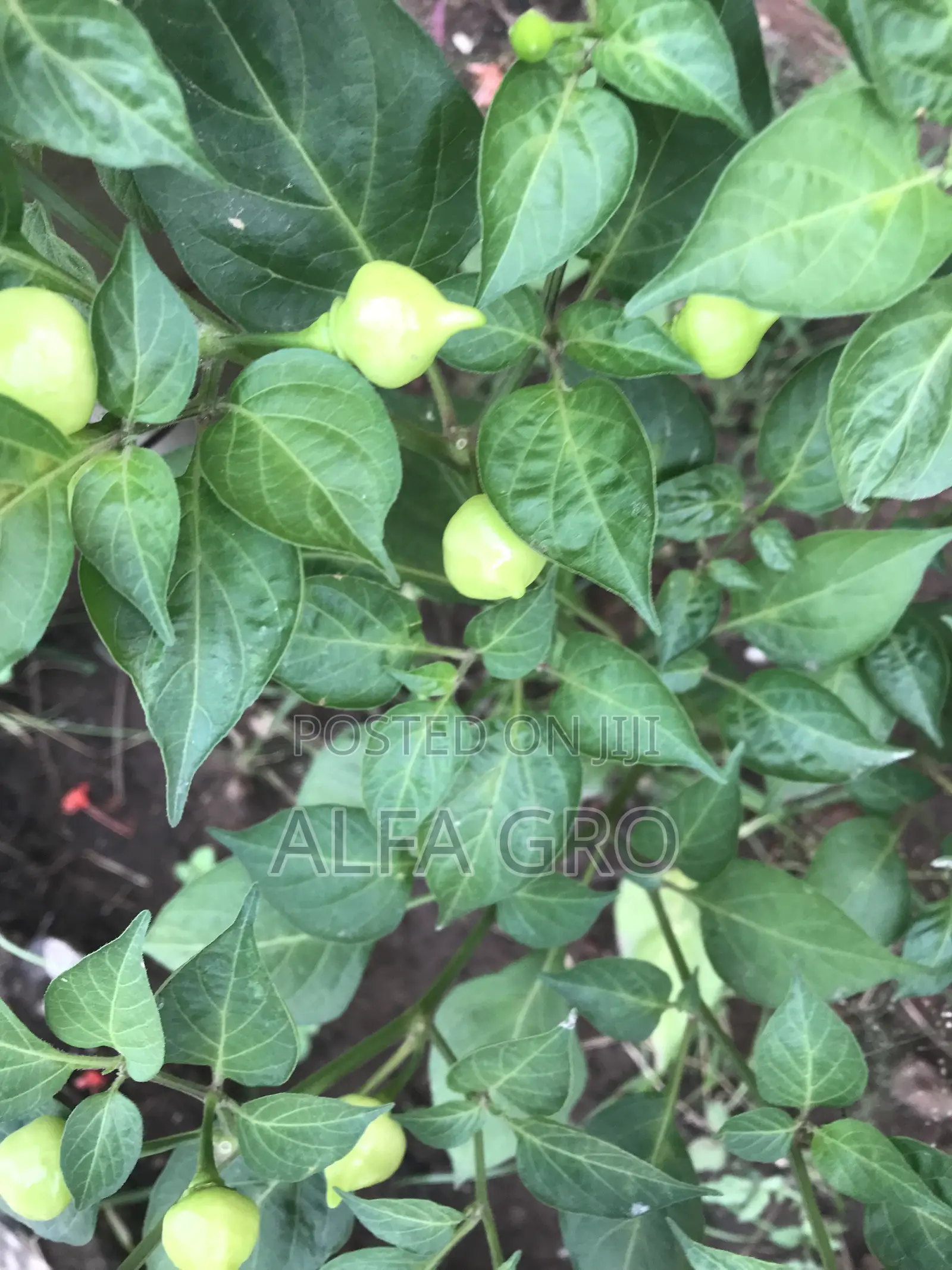 Pepper Plants(Bulk Order)