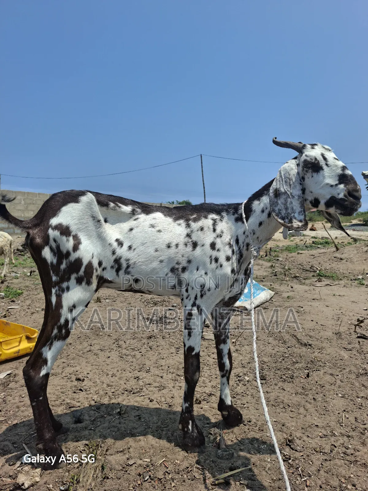 1Livestock