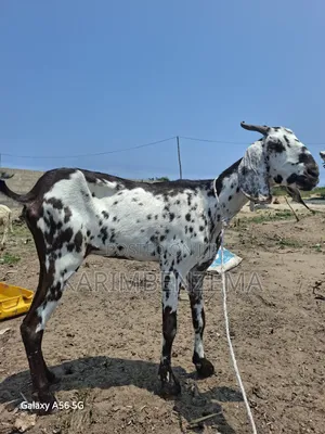 1Livestock
