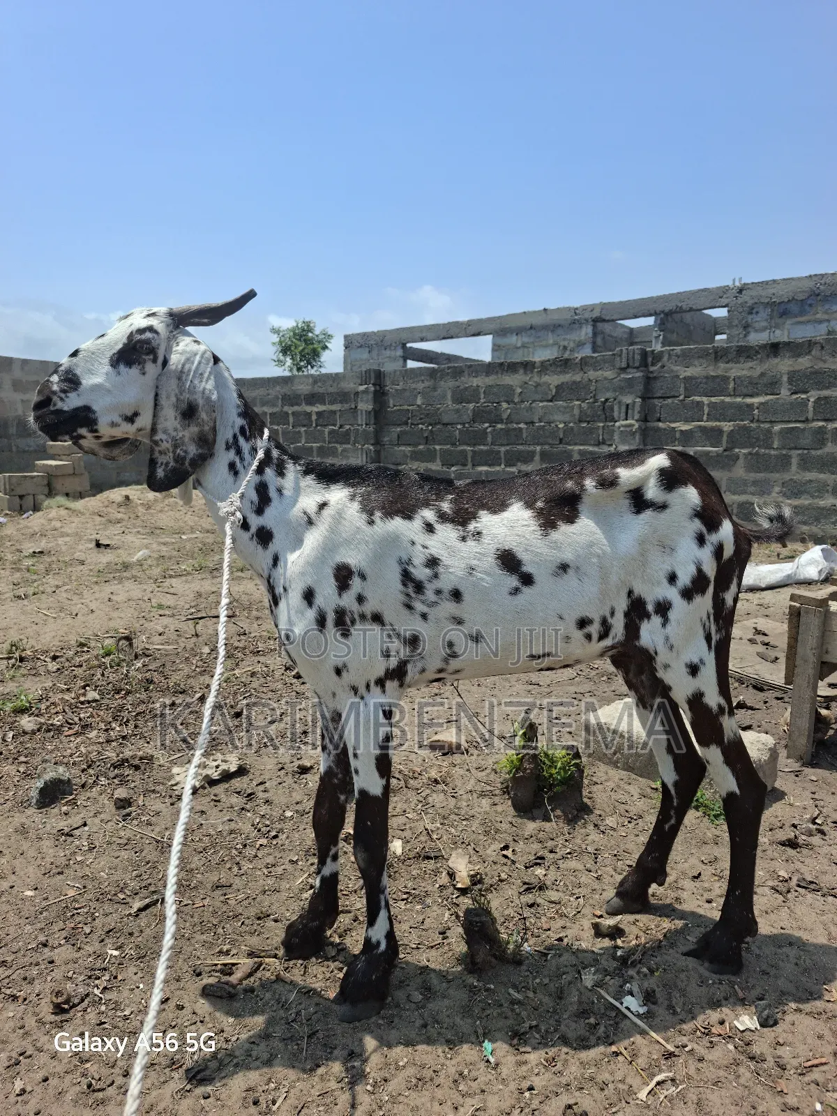 1Livestock