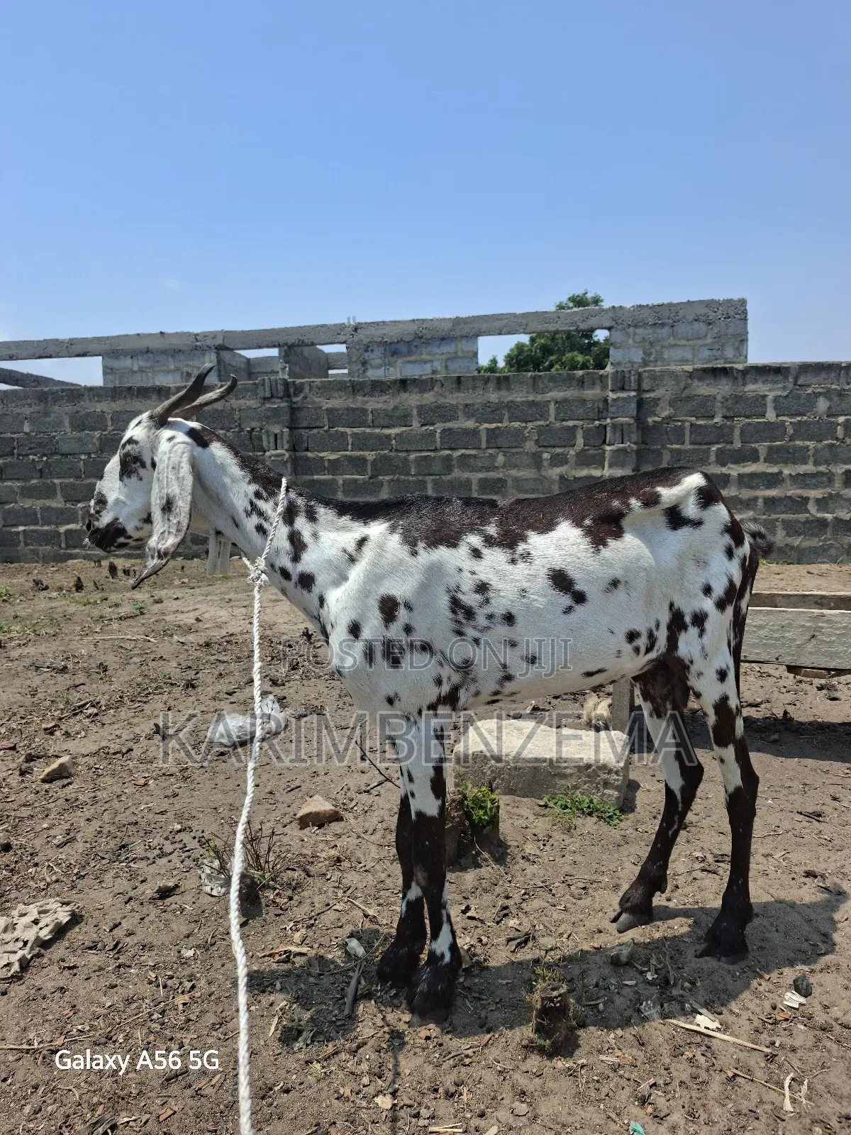 1Livestock