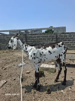 1Livestock