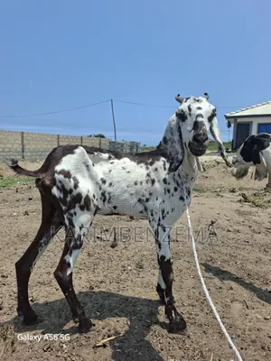 1Livestock