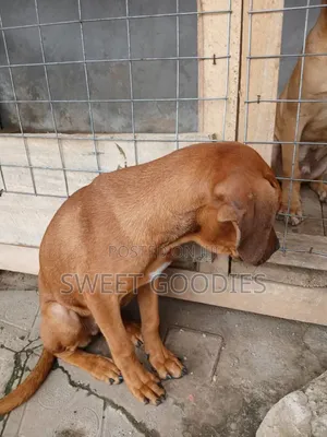 3-6 months Male Purebred Boerboel