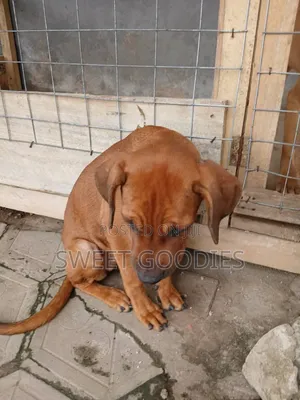 3-6 months Male Purebred Boerboel