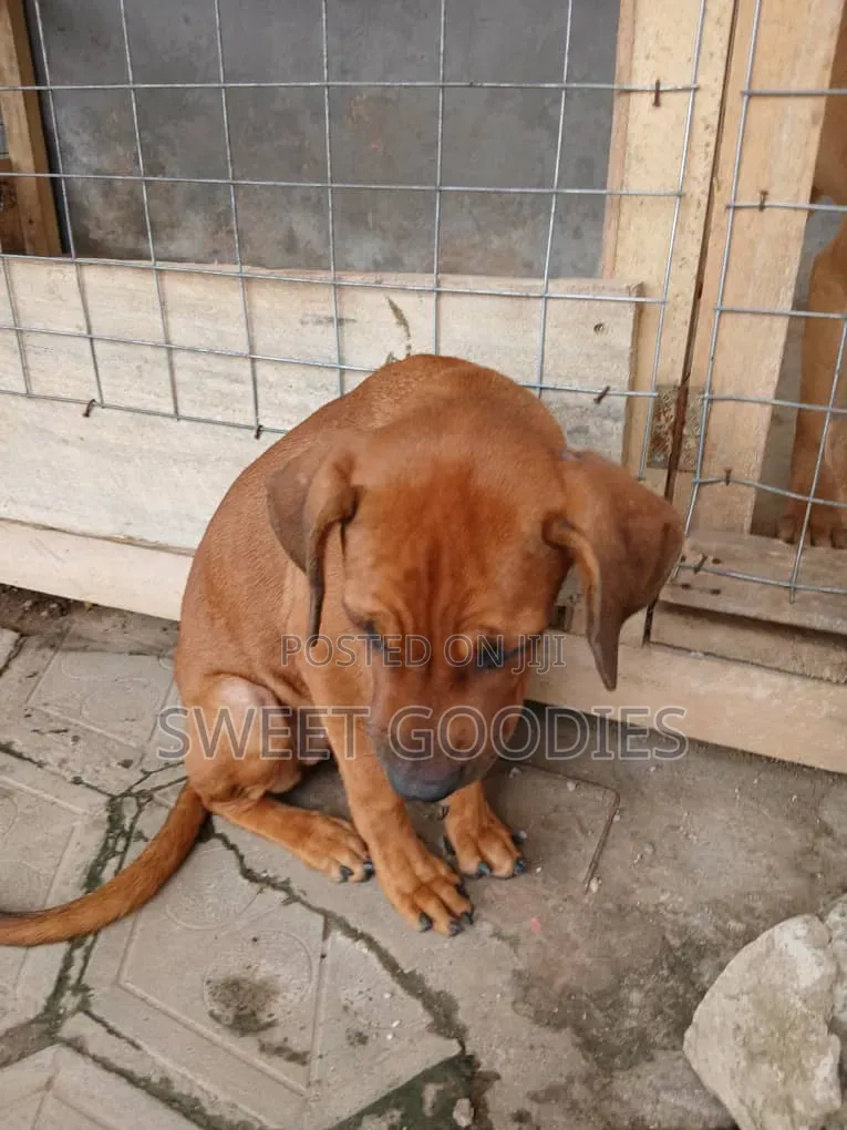 3-6 months Male Purebred Boerboel