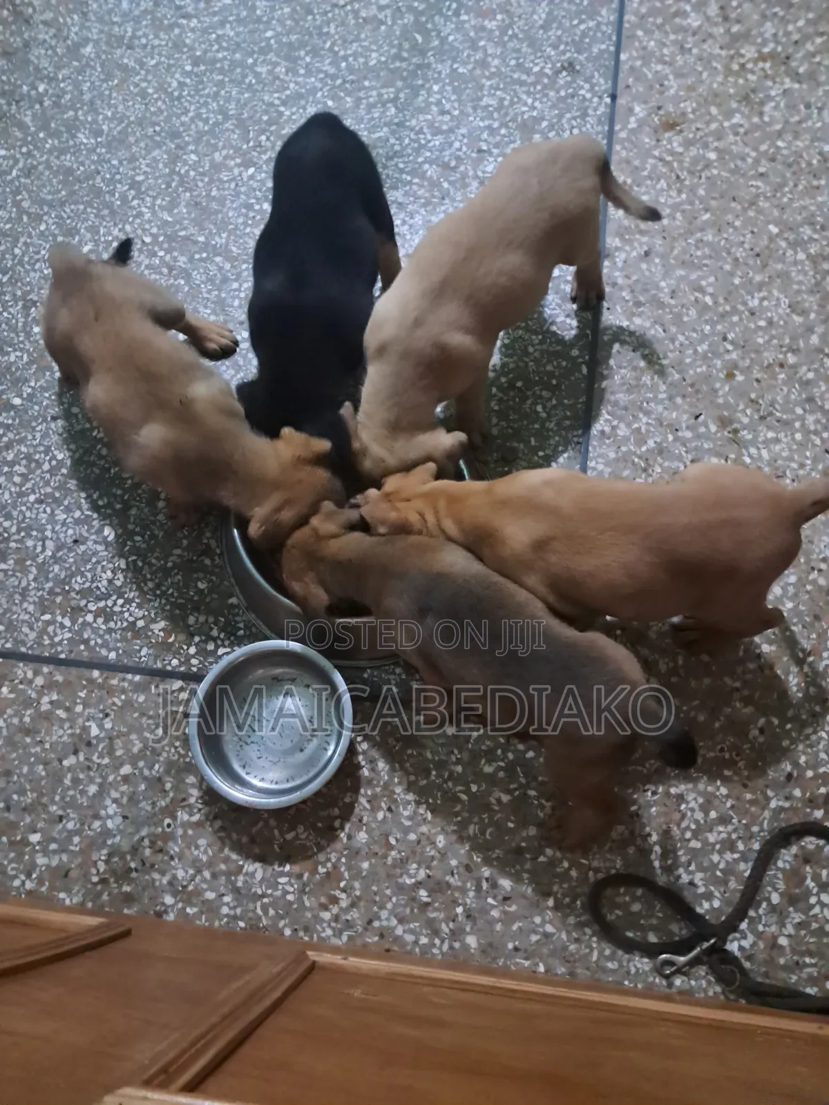 1-3 months Male Mixed Breed Boerboel