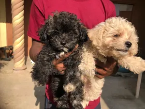 1-3 months Male Purebred Poodle