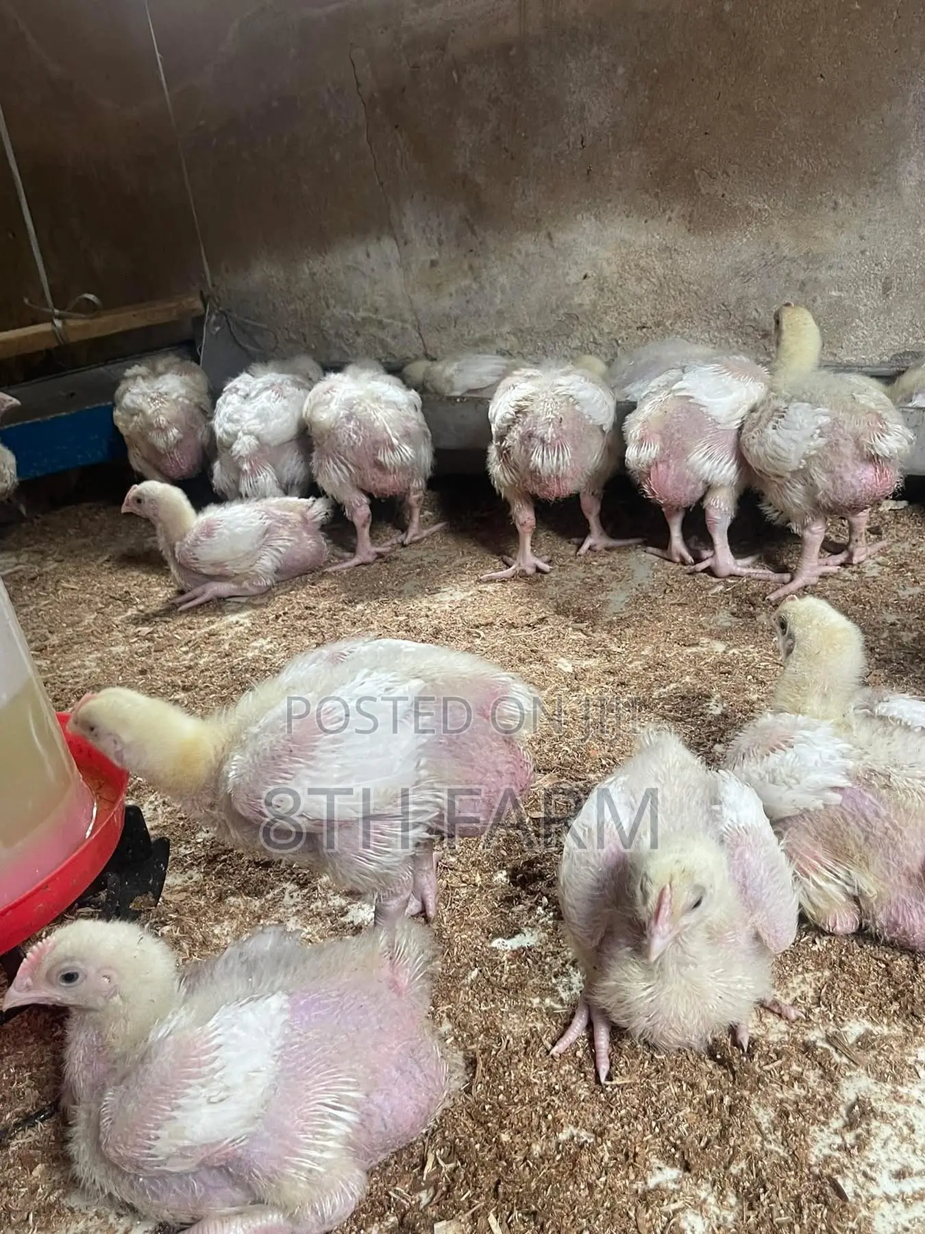 Broiler Day Old Chicks